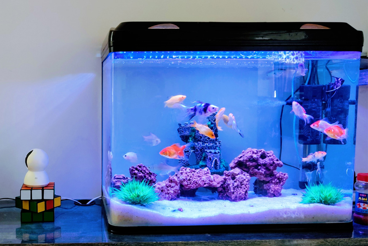 The health benefits of having an aquarium in the home