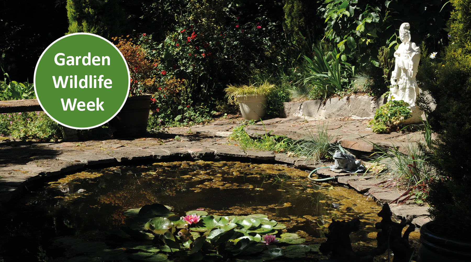 Garden wildlife week - How adding a pond will help garden wildlife