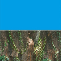 Betta Blue / Ivy Background 30cm High 15m 