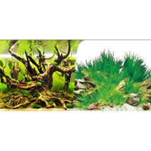Betta Wood Root/Plants and White Background 60cm