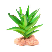 Betta Terra Succulent Plant 13cm